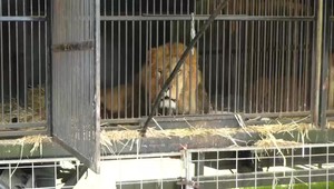 Majiteľ známeho cirkusu nelegálne držal levy. Hrozí mu väzenie