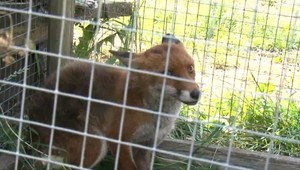 VIDEO: Líščie mláďa sa chytilo do zakázanej pasce, potom ho zahnali psy do potoka
