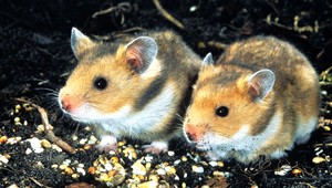 Auto plné škrečkov. Hlodavcov si všimla okoloidúca