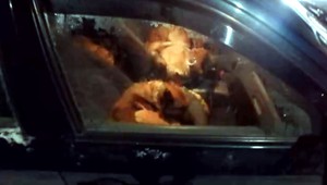 Zlodeji ukradli sedem vlčiakov. Vodič mal navyše štyri promile