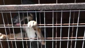 Polícia zadržala zlodeja, malo to ale jeden problém. Jeho pes nechcel odísť