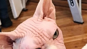 Táto mačka sa stala hitom internetu. Keď ju uvidíte, okamžite pochopíte, prečo