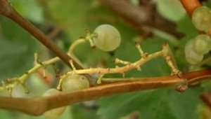 Nový objav odborníkov. Budeme si môcť pochutnať na elektrickom víne