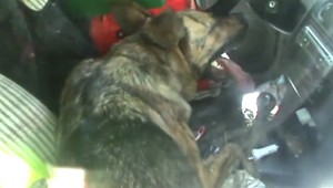 VIDEO: Záchrana psov z rozhorúčeného auta