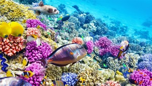 Koralové útesy: Oceánska obdoba dažďových pralesov