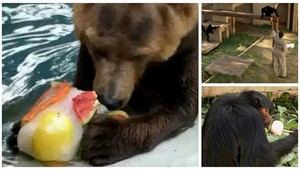 Zvieratá v ZOO bojujú s horúčavami po svojom. Zmrzlinou!