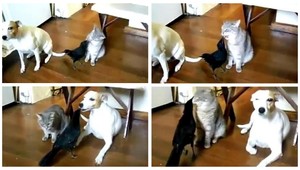 VIDEO. Čavka kŕmiaca mačku a psa? Tu je dôkaz...