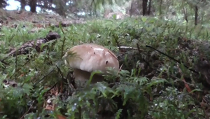 Na Slovensku začali rásť huby, v lesoch však chýbajú hubári – dôvodom sú medvede