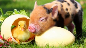 Chcete čertvé mäso či vajcia? Nakupujte priamo u farmára