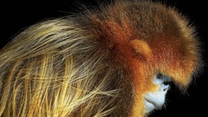 Zúfalé volanie prírody: Týmto zvieratám hrozí vyhynutie, ak sa planéta okamžite nespamätá