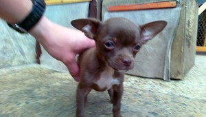 Pomôžte majiteľke nájsť jej stratenú čivavu!