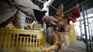 Slovensko je obklopené vtáčou chrípkou