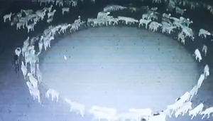 Ovce už dva týždne krúžia ako zombie v dokonalom kruhu: Ani vedci nevedia nájsť vysvetlenie choroby