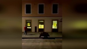 VIDEO: Šok v centre Bratislavy. Namiesto električky behal po trati mohutný diviak