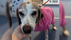 FOTO: Sučka Lisa mala vážne problémy s močením. Veterinári zostali v šoku