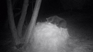 Medveď, ktorý napadol muža, sa vrátil. Poľovníci varujú, že sa to môže opakovať