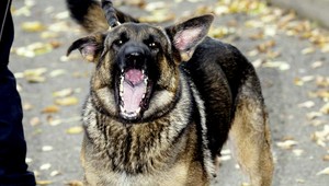 Voľne pobehujúce agresívne psy sú problémom, ktorý nikto nerieši