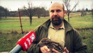 Drobček diviačik. Náhradnou matkou mu je poľovník