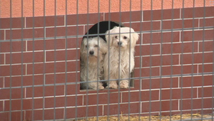 Polícia zachránila dvoch psov, únoscovia za nich chceli miliónové výkupné