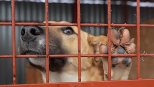 Ľudia, ktorí si osvoja psa z útulku, by nemali platiť daň, navrhujú poslanci