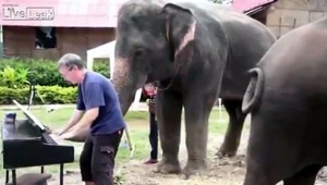 Toto ste ešte nevideli! Slon Peter hrá na klavíri