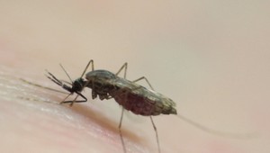 Záhoráci bojujú s komármi. Chcú spoluprácu s Rakúskom a Českom