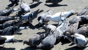 Firma zabíjala holuby protizákonne