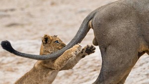 Najvtipnejšia fotka prírody: Hravé levíča uchvátilo porotcov súťaže