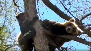 Medvedica s mláďatami je už vo svojom. Ochranári ju presunuli do prírody