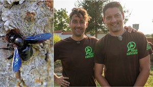 Objavil sa vo vašej záhrade tento hmyz a neviete, čo to je? Nebojte sa ho, je neškodný!