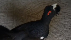 Slovensku hrozí žaloba od Európskej únie. Prichádzame o vzácneho vtáka z doby ľadovej