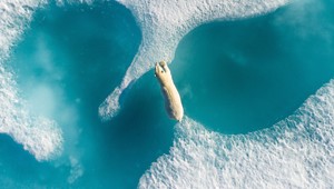 Hviezdou tohtoročnej súťaže fotografií drónov je ľadový medveď