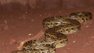 Desivý objav: Vedci našli hady, ktoré lovia v skupinách