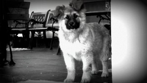 Dorezaný Rex mal skončiť na tanieri, už je v útulku