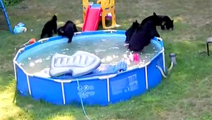 Medvede si urobili bazénovú párty priamo na dvore rodinného domu