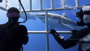 Bojíte sa žralokov? Mobilná aplikácia vám povie, či máte dôvod