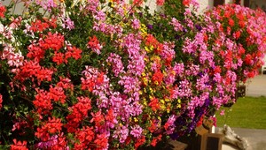 TOTO domáce hnojivo muškáty milujú: Váš balkón bude obsypaný kvetmi