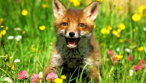 Nerozluční priatelia. Líška, orol a mačka na verande...