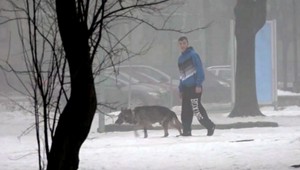 Nemecký ovčiak Bady bojuje o život pre zákernosť neznámeho človeka