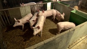 U Slovákov obľúbené bravčové mäso bude drahšie. Zníženie či nahradenie jeho konzumácie ale prináša zdravotné benefity