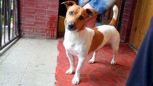 V Galante sa stratil Jack russell teriér. Za nájdenie odmena!