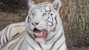 Dva biele tigre zabili ošetrovateľa. V novej práci bol iba týždeň