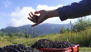 V Nízkych Tatrách vykonali akciu Čučoriedka. Odchytili 92 nelegálnych zberačov