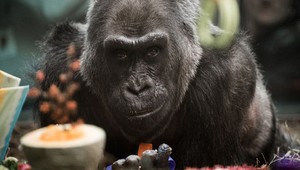 Zomrela prvá gorila na svete narodená v ZOO