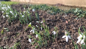 FOTO: Na zimu sa to nepodobá. V záhrade vykukli prvé snežienky