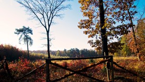 Slovensko prijalo zákon, ktorý by mal sprísniť kontrolu výrubu a predaja dreva z lesov
