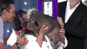 Videli ste najškaredšieho psa na svete? Súťaž nesie hlbšie posolstvo