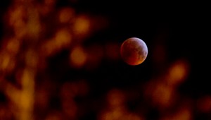 Na Mesiaci vyklíčilo semienko rastliny, ktorá ale chvíľu na to uhynula. Slovenskí vedci hovoria o úspechu