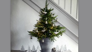 Vianočný stromček v črepníku potrebuje aklimatizáciu. Takto mu pomôžete prežiť