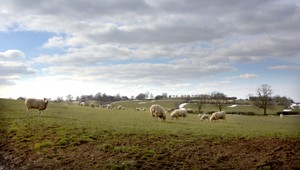 Svorka vlkov zaútočila na ovce, trúfli si aj na pastiera